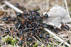 red wood ants