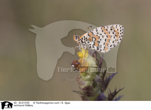 red-band fritillary / SI-01335