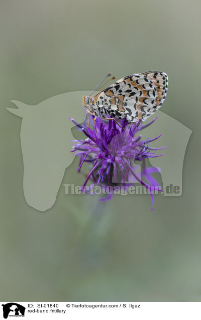 Roter Scheckenfalter / red-band fritillary / SI-01840