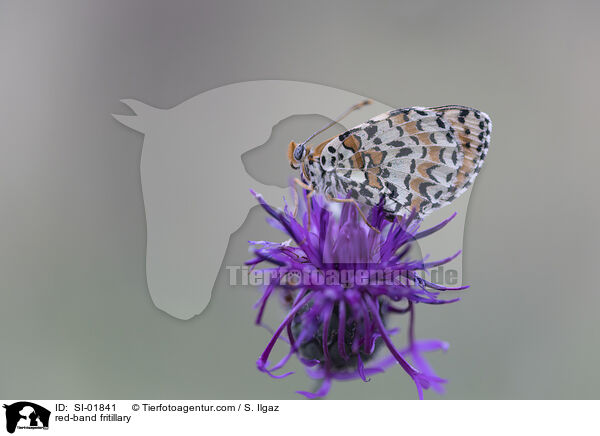 red-band fritillary / SI-01841