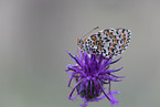 red-band fritillary