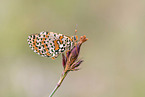 red-band fritillary