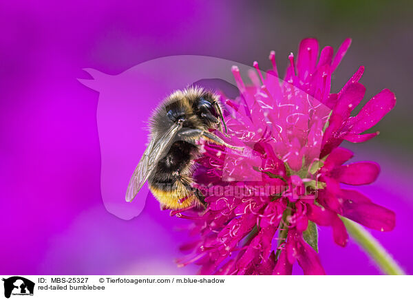 Steinhummel / red-tailed bumblebee / MBS-25327