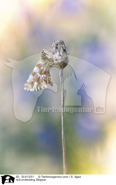 red-underwing Skipper / SI-01251