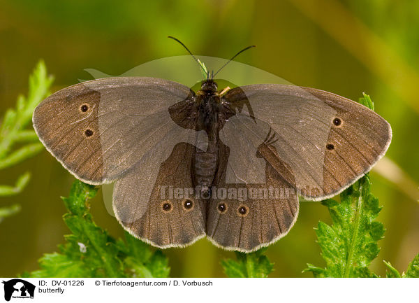 Brauner Waldvogel / butterfly / DV-01226