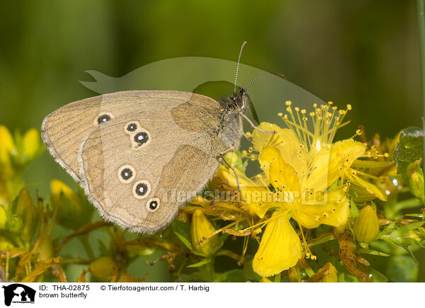 Brauner Waldvogel / brown butterfly / THA-02875