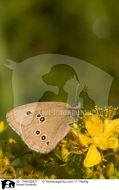 Brauner Waldvogel / brown butterfly / THA-02877