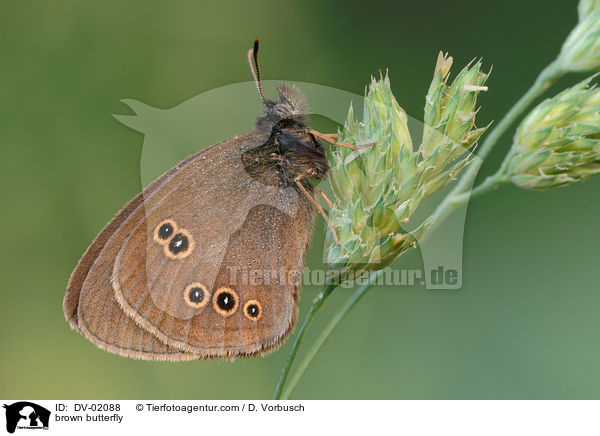 brown butterfly / DV-02088