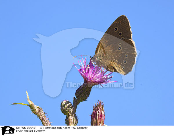 brush-footed butterfly / WS-03940