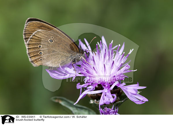 Brauner Waldvogel / brush-footed butterfly / WS-03941