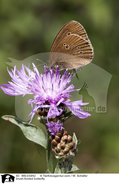brush-footed butterfly / WS-03942