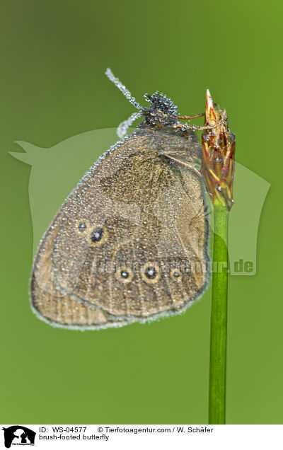 Brauner Waldvogel / brush-footed butterfly / WS-04577