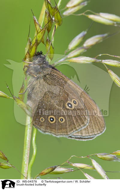 Brauner Waldvogel / brush-footed butterfly / WS-04578