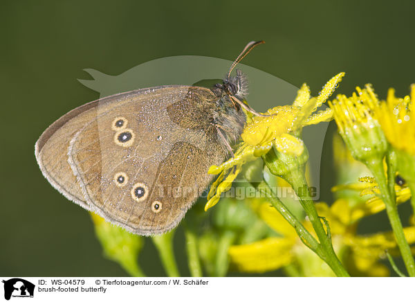 Brauner Waldvogel / brush-footed butterfly / WS-04579