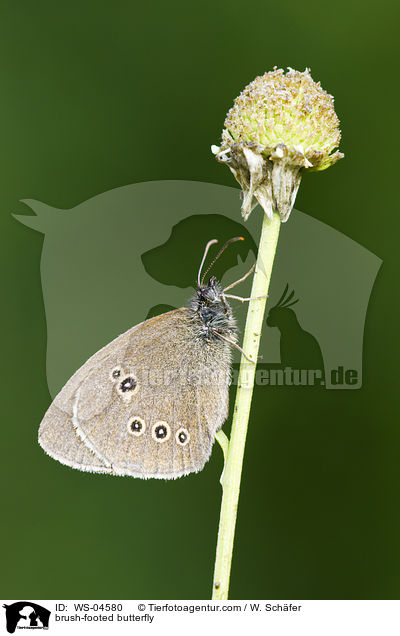 Brauner Waldvogel / brush-footed butterfly / WS-04580