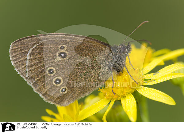 brush-footed butterfly / WS-04581