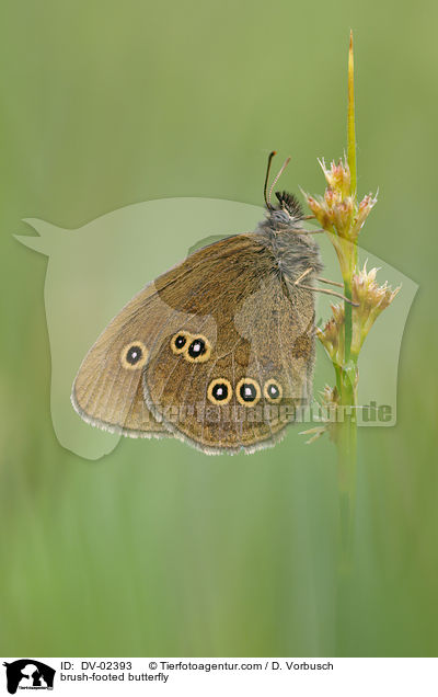 Brauner Waldvogel / brush-footed butterfly / DV-02393