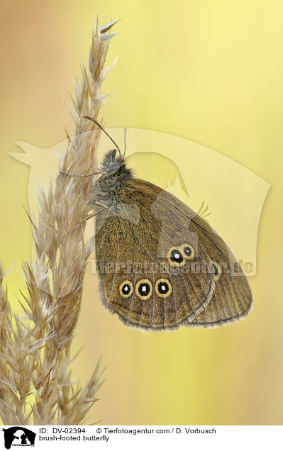 Brauner Waldvogel / brush-footed butterfly / DV-02394