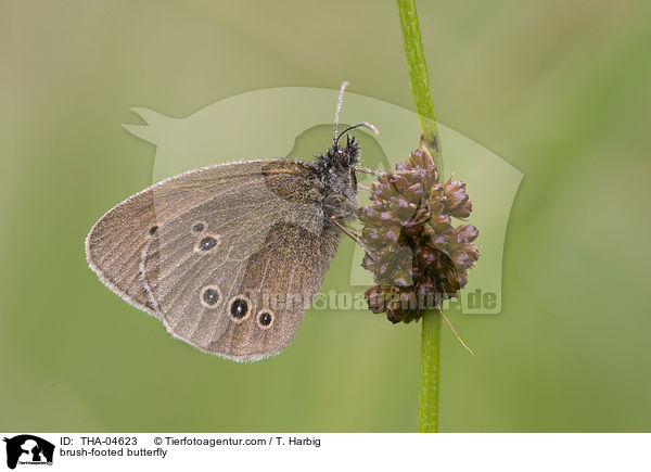 brush-footed butterfly / THA-04623