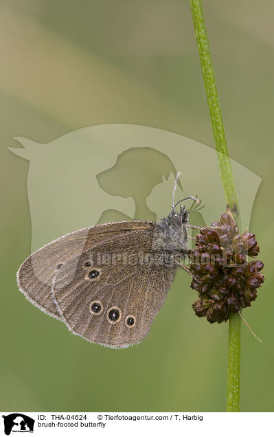 Brauner Waldvogel / brush-footed butterfly / THA-04624