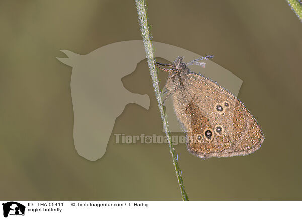 Brauner Waldvogel / ringlet butterfly / THA-05411