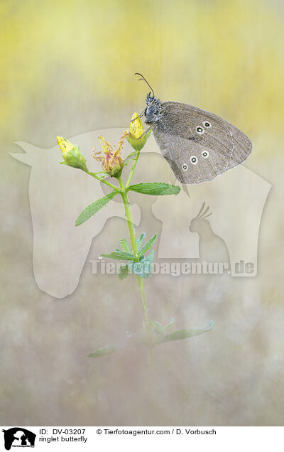 Brauner Waldvogel / ringlet butterfly / DV-03207