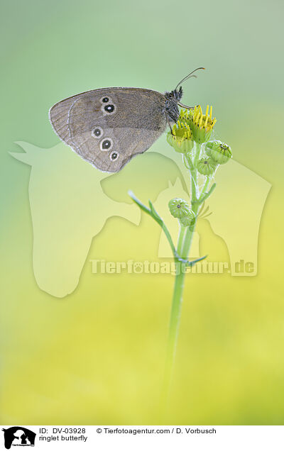 Brauner Waldvogel / ringlet butterfly / DV-03928