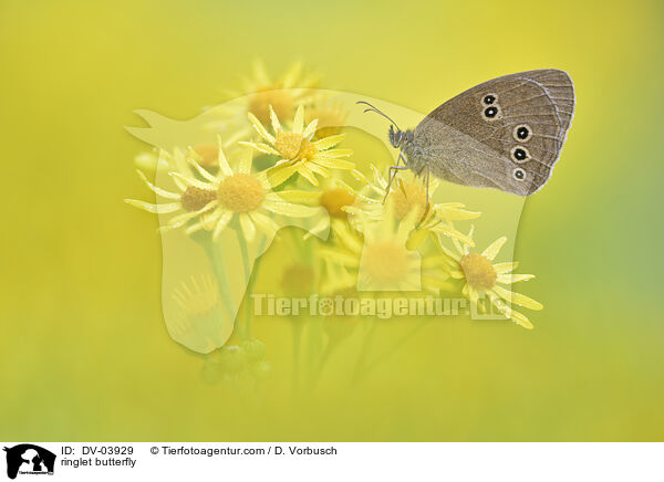 ringlet butterfly / DV-03929