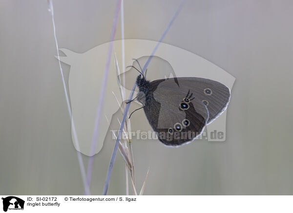 ringlet butterfly / SI-02172