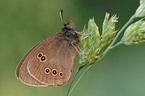 brown butterfly