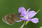 brush-footed butterfly