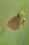 brush-footed butterfly