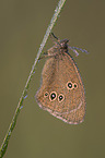 ringlet butterfly