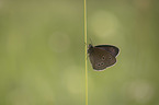 Ringlet Butterfly