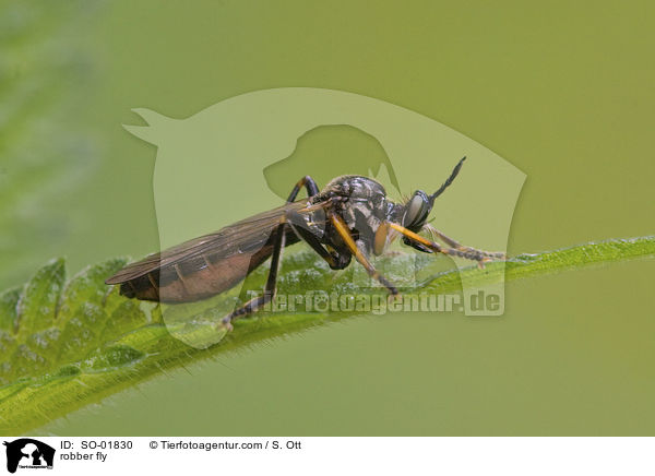 robber fly / SO-01830