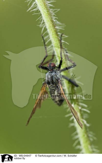 robber fly / WS-04647