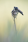 robber fly