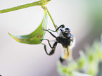 Robber Fly