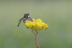 robber fly