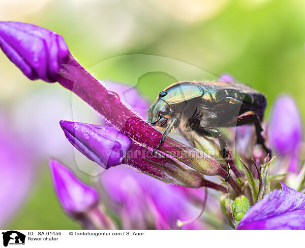 Rosenk�fer / flower chafer / SA-01456