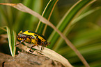 green rose chafer