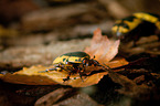 green rose chafer