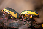 green rose chafers