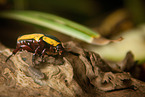 green rose chafer