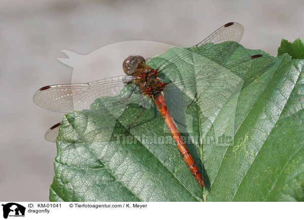 Blutrote Heidelibelle / dragonfly / KM-01041