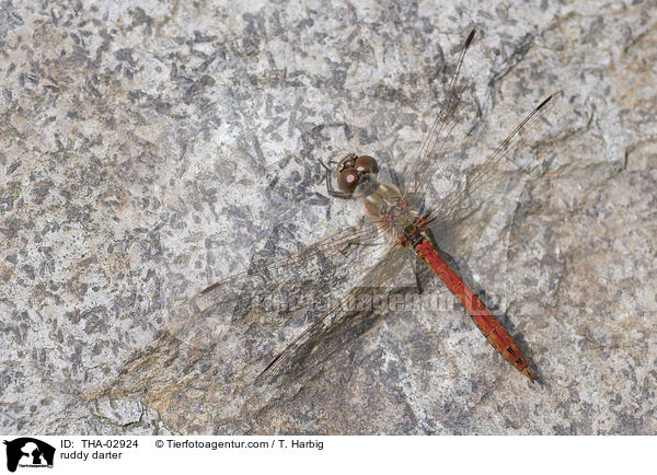 ruddy darter / THA-02924