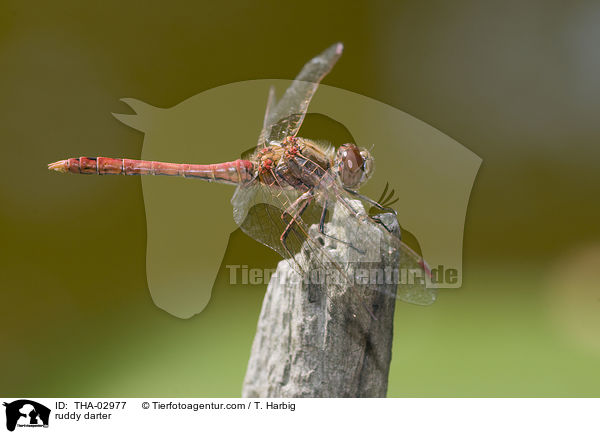 ruddy darter / THA-02977