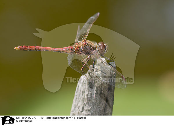 Blutrote Heidelibelle / ruddy darter / THA-02977