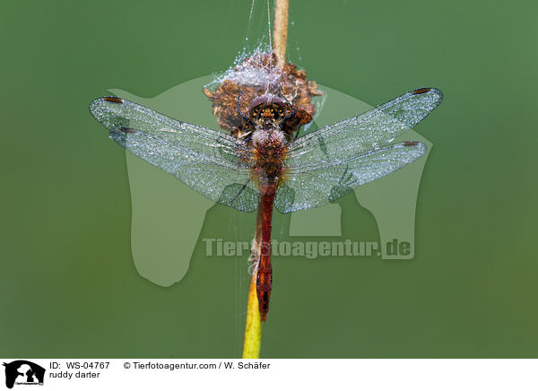 Blutrote Heidelibelle / ruddy darter / WS-04767