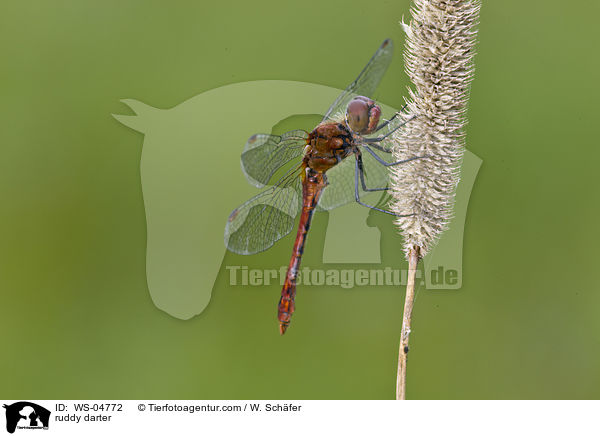 Blutrote Heidelibelle / ruddy darter / WS-04772